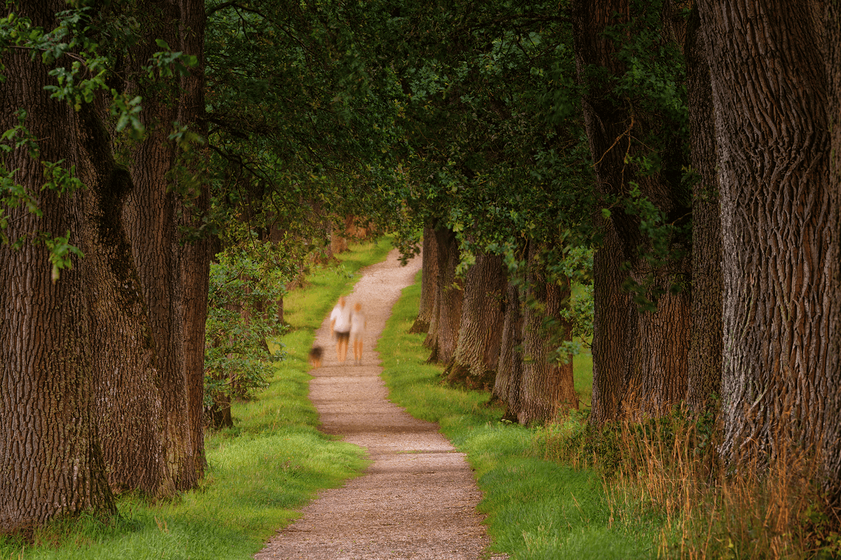 A serene pathway surrounded by tall trees illustrating the theme of Life’s Two Paths.