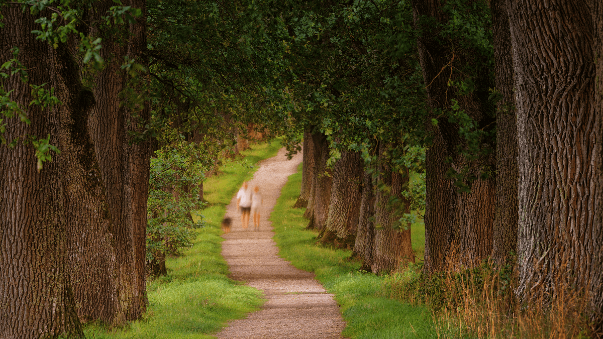 A serene pathway surrounded by tall trees illustrating the theme of Life’s Two Paths.