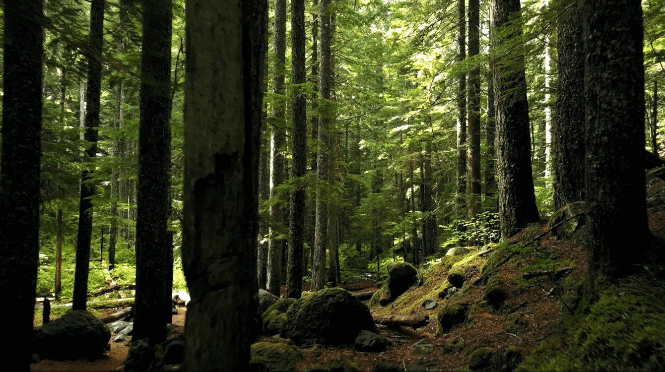 A serene forest scene full of tall trees, perfect for calming breathing practice during meditation.