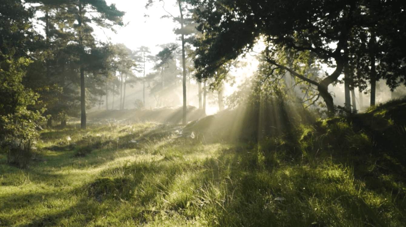 Serene forest scene with sunlight filtering through trees, ideal for Visualization Practice and meditation.