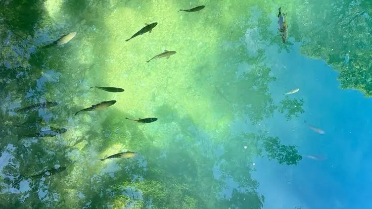 Awakening Was Never in the Future: A serene reflection of nature with fish swimming beneath the water surface.