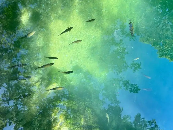 Awakening Was Never in the Future: A serene reflection of nature with fish swimming beneath the water surface.