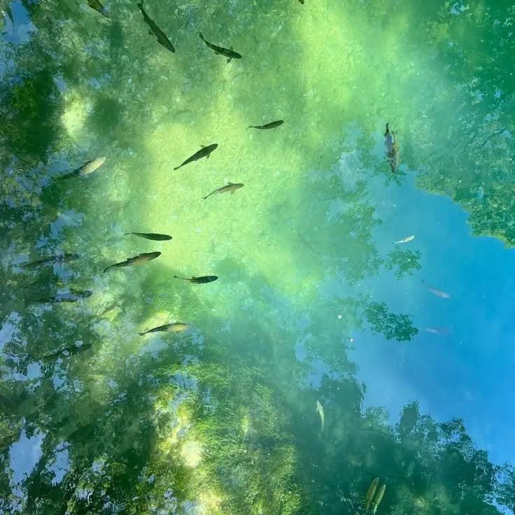 Awakening Was Never in the Future: A serene reflection of nature with fish swimming beneath the water surface.
