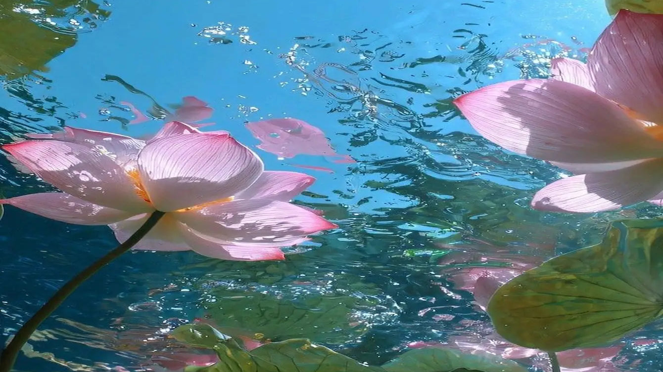 The Tao of Stillness