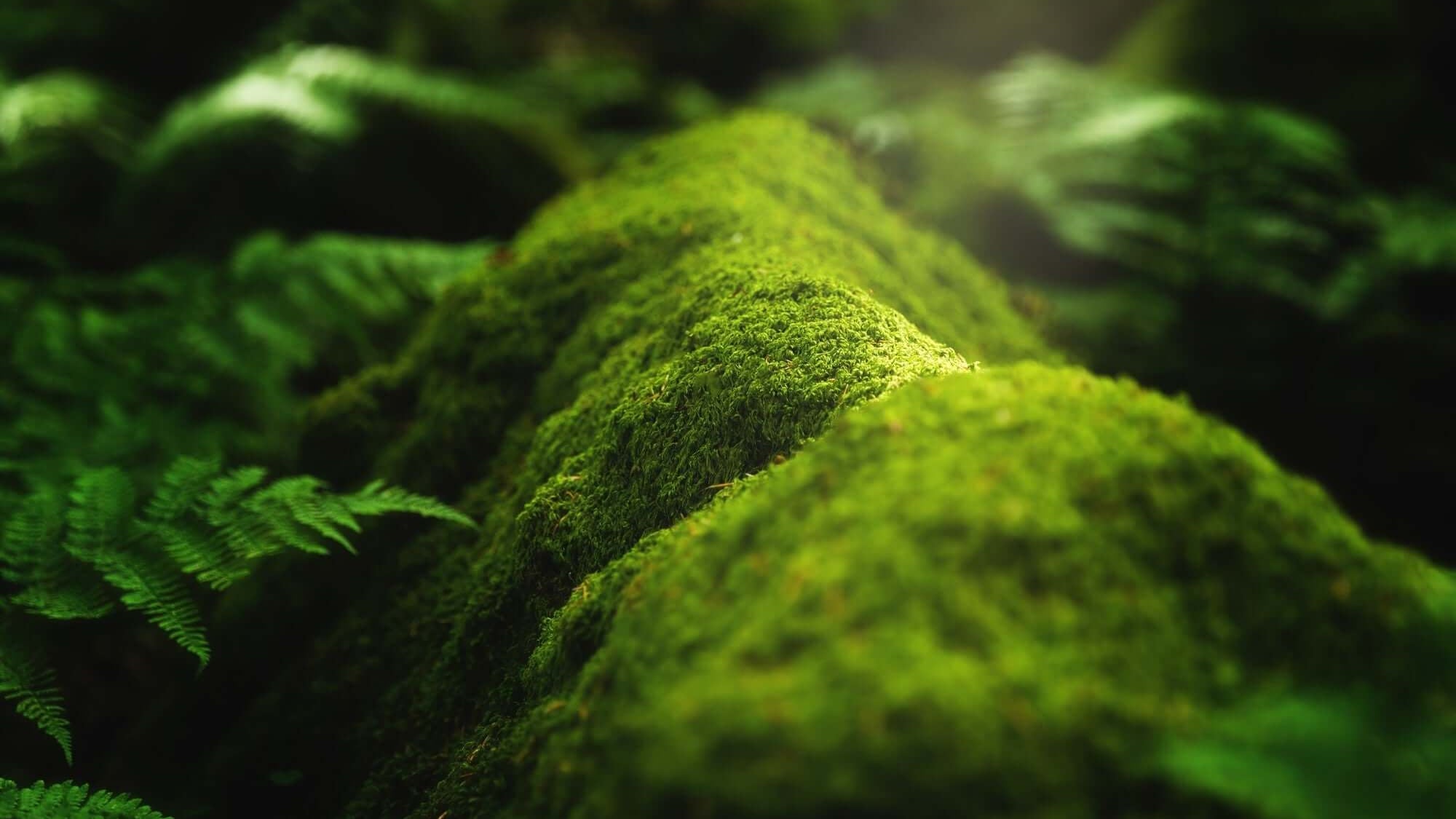 Lush green moss covering rocks in a serene forest, symbolizing **Letting Go of the Past** through nature.
