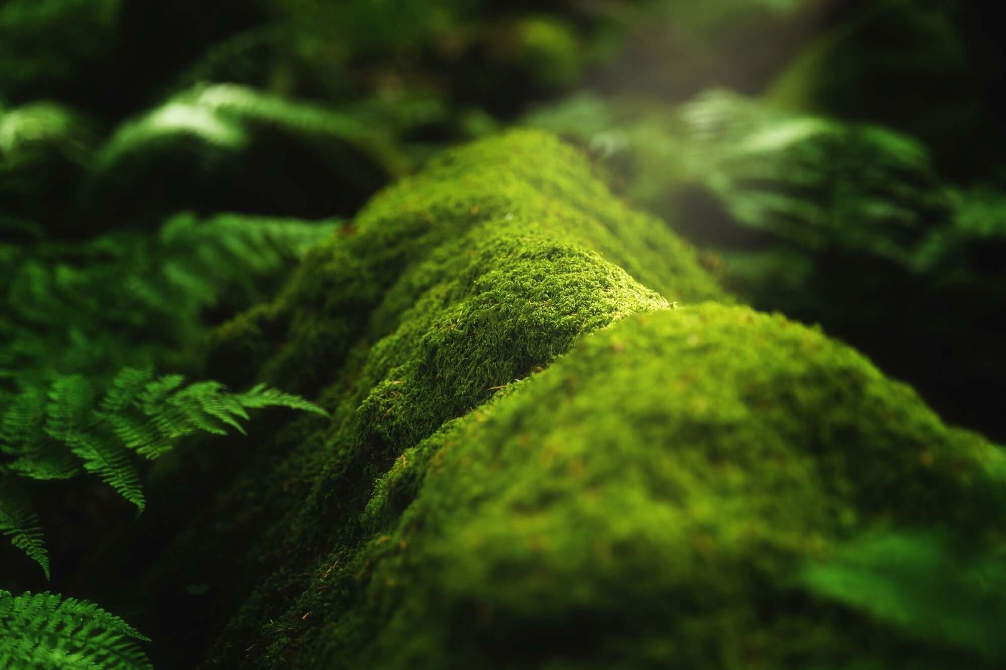 Lush green moss covering rocks in a serene forest, symbolizing **Letting Go of the Past** through nature.