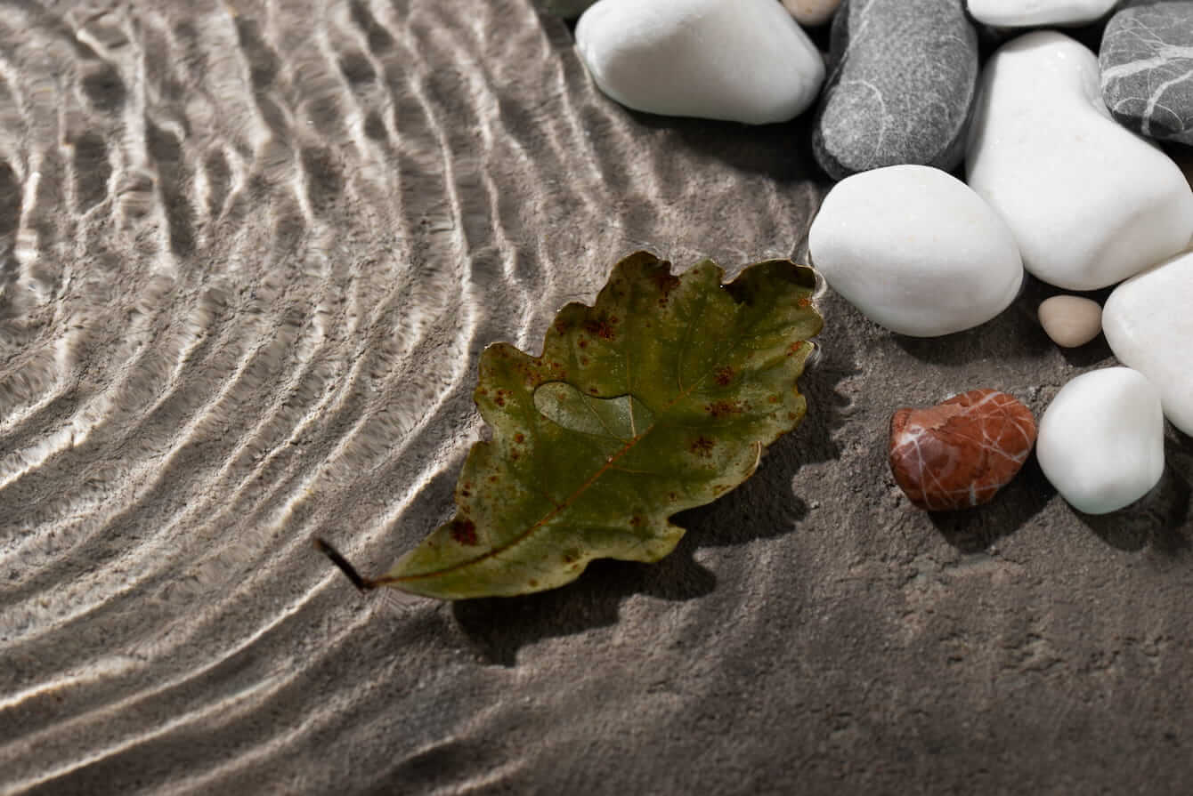 I Tried Dr. Joe Dispenza Meditations for 30 Days: Leaf resting on stones by water.