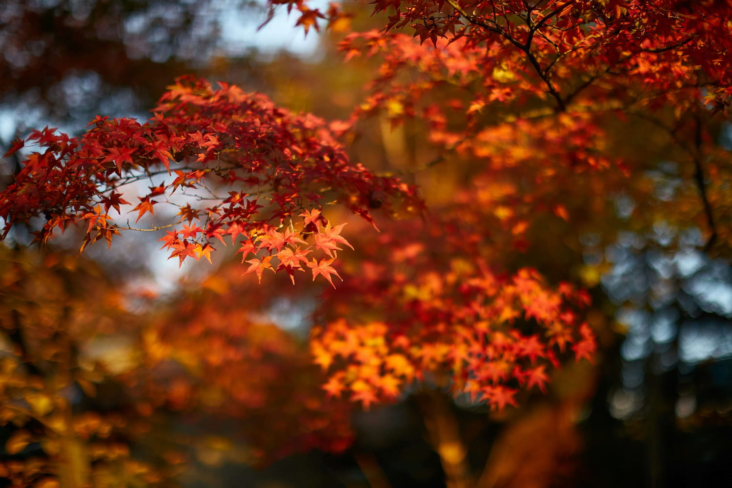 Beautiful autumn leaves in red hues, reminding us that Nature Doesn’t Rush.