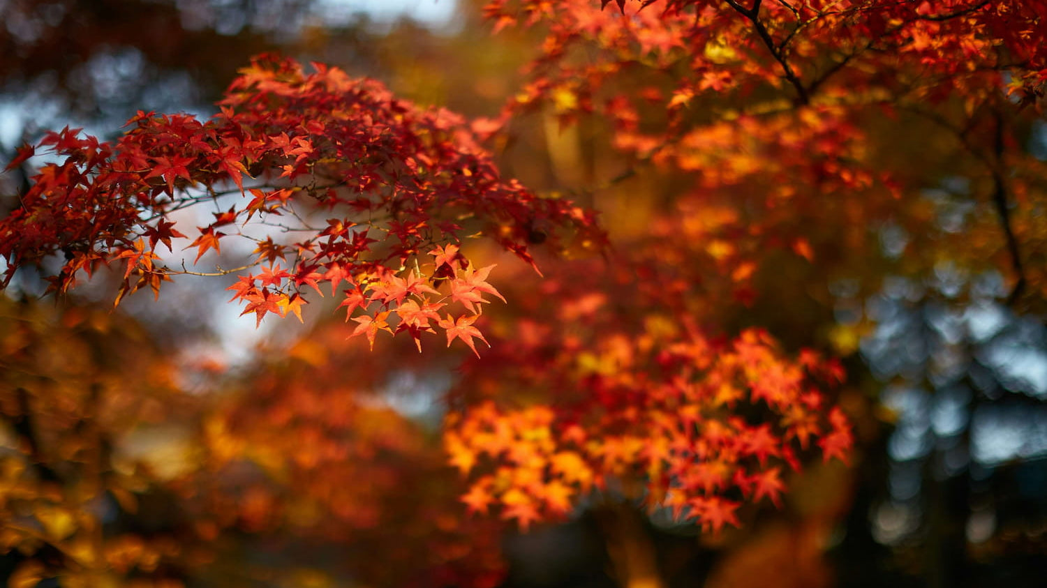 Beautiful autumn leaves in red hues, reminding us that Nature Doesn’t Rush.