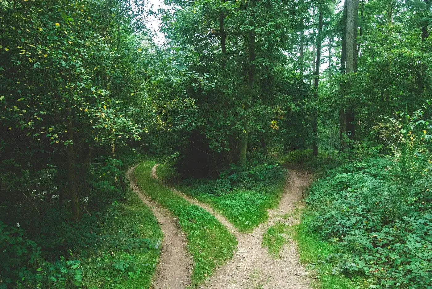 A serene forest path diverging into two trails, symbolizing choices in life and meditation after 40.