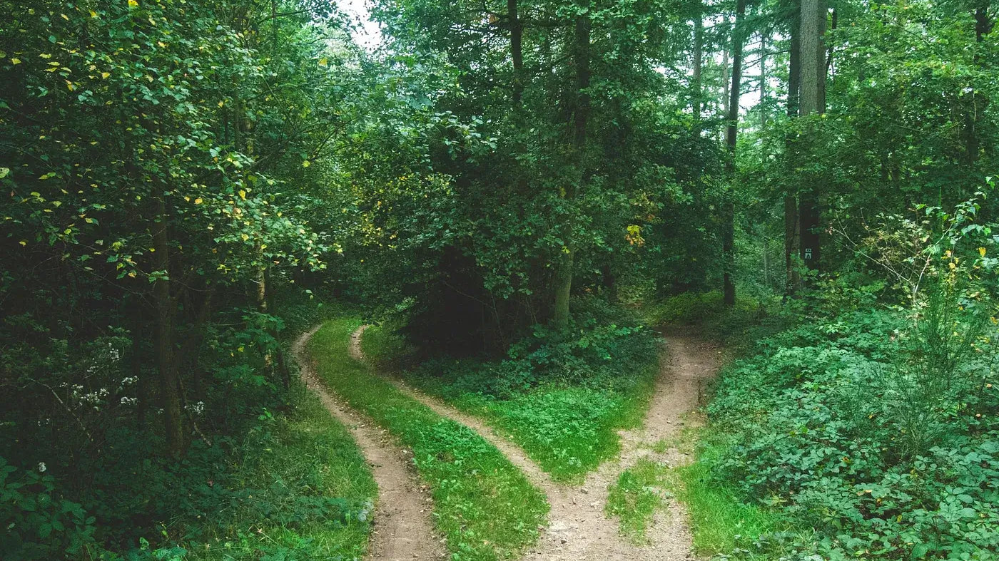 A serene forest path diverging into two trails, symbolizing choices in life and meditation after 40.