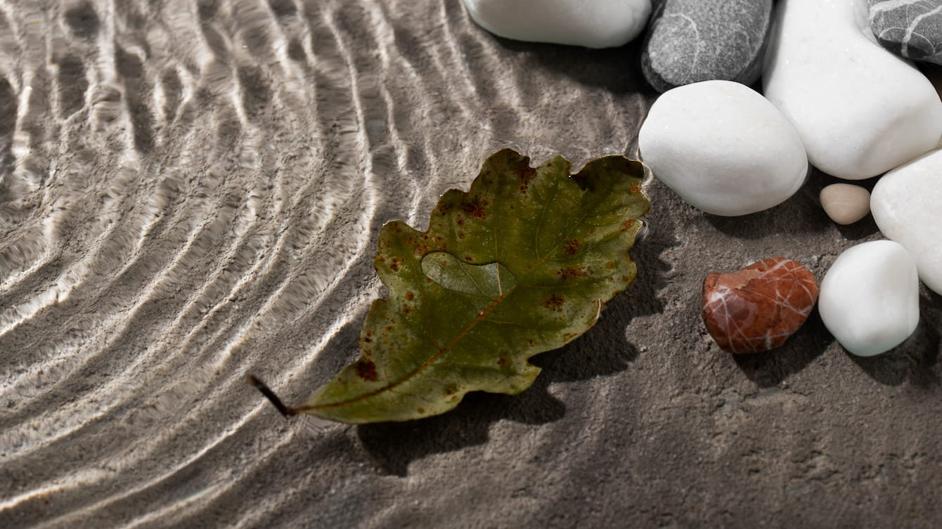 I Tried Dr. Joe Dispenza Meditations for 30 Days: Leaf resting on stones by water.