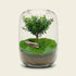 Tree of Wisdom miniature Zen Garden terrarium with greenery and moss in a glass container.