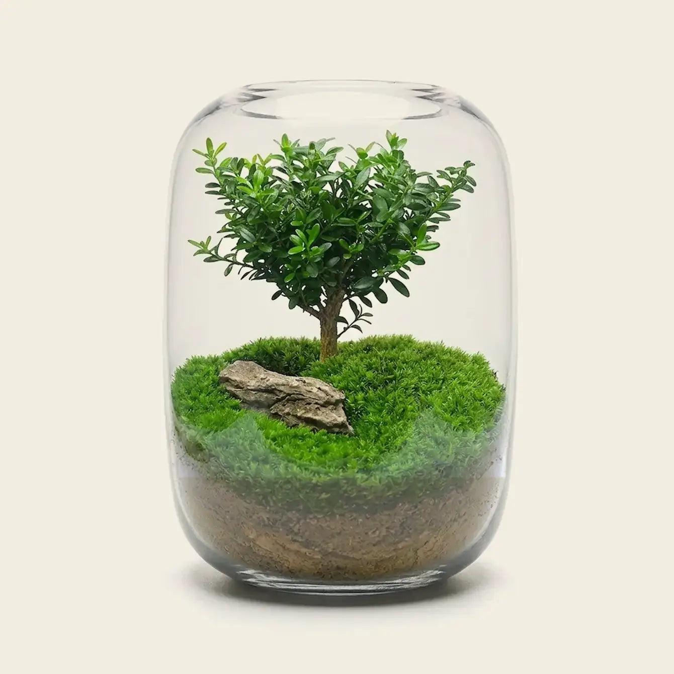 can you grow a bonsai tree in a terrarium Tree of Wisdom