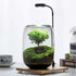 Tree of Wisdom living bonsai terrarium with LED light and moss in a glass container.