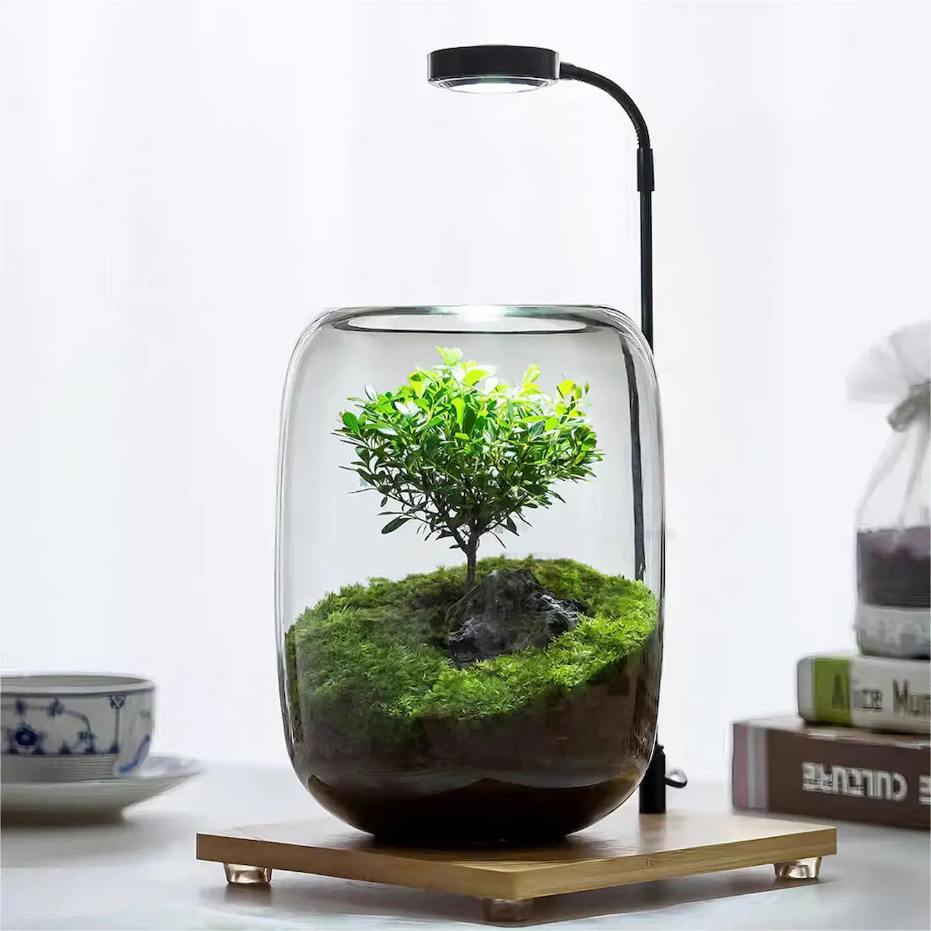 Tree of Wisdom | Miniature Zen Garden Terrarium