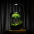 Tree of Wisdom – Living Bonsai Terrarium featuring a lush green tree in a glass container with a lamp.