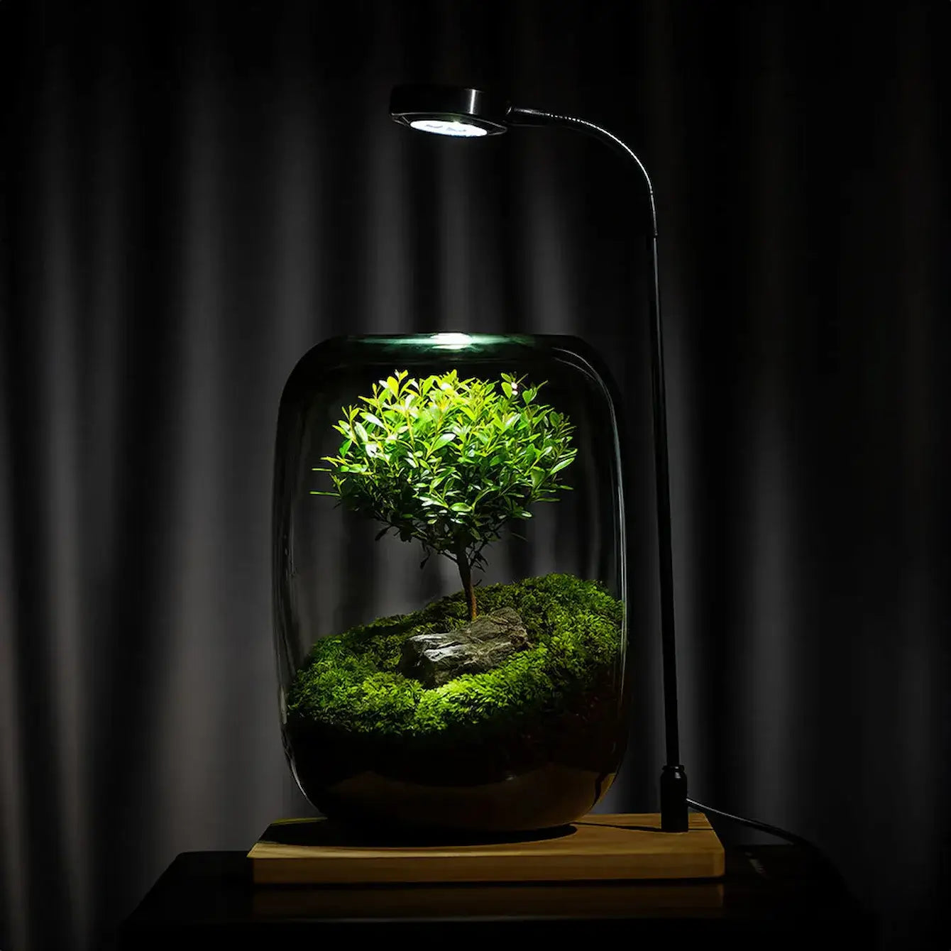 terrarium with bonsai tree Tree of Wisdom
