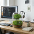 Tree of Wisdom | Living Bonsai Terrarium displayed on a desk with computer for a personal zen sanctuary.