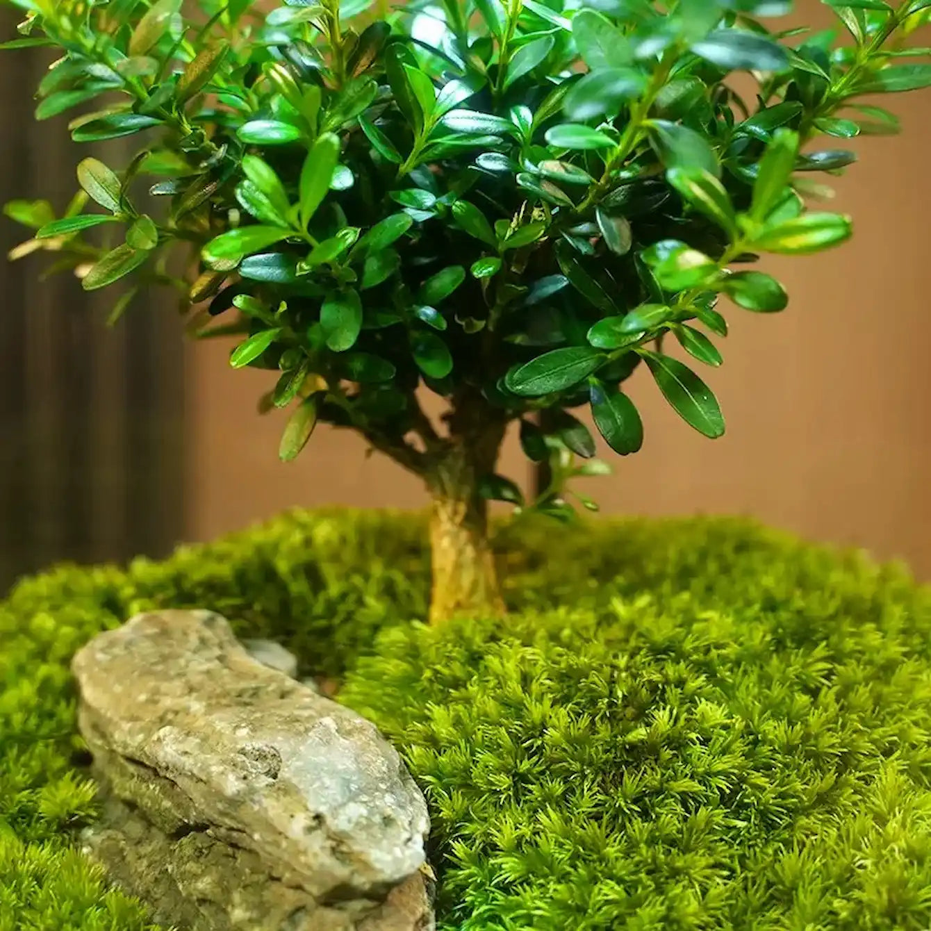 mini zen garden with bonsai tree Tree of Wisdom