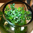 Tree of Wisdom – A lush living bonsai terrarium showcasing vibrant green leaves in a glass container.