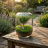 Tree of Wisdom in a glass terrarium with moss, creating a tranquil Zen garden atmosphere.