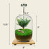Tree of Wisdom miniature Zen Garden terrarium with a glass dome and vibrant greenery, perfect for peaceful decor.