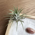 Close-up of the natural air plant in the Living Air Plant Zen Garden