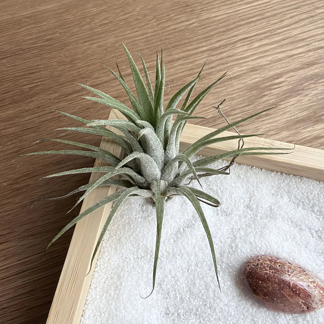 Close-up of the natural air plant in the Living Air Plant Zen Garden