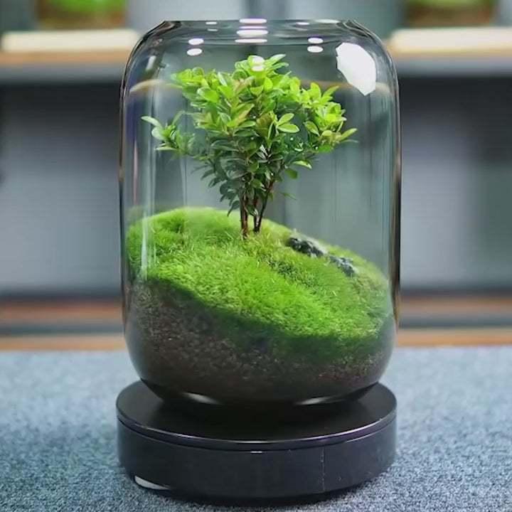 Tree of Wisdom | Miniature Zen Garden Terrarium