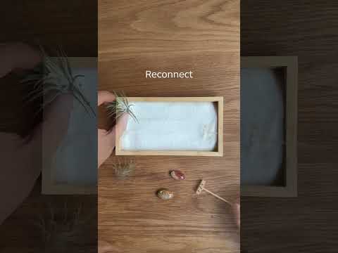 Living Air Plant Zen Garden
