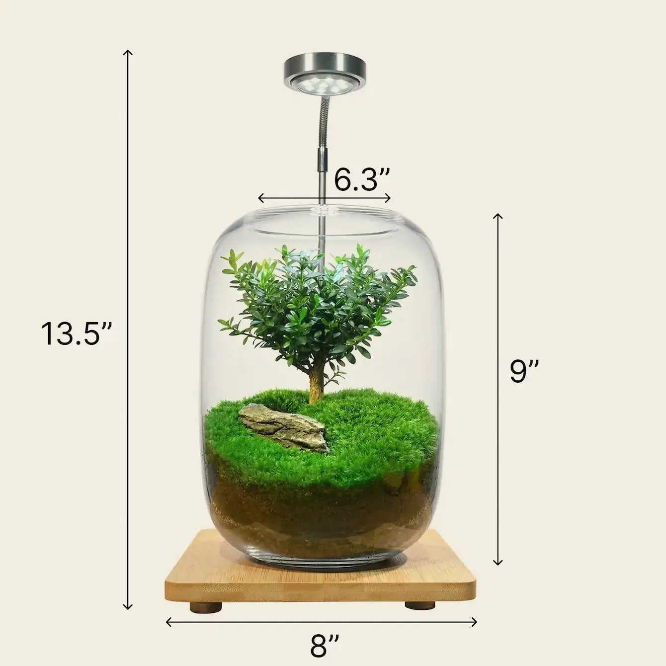 Tree of Wisdom terrarium dimensions showing 13.5-inch height, 9-inch glass height and 8-inch base width